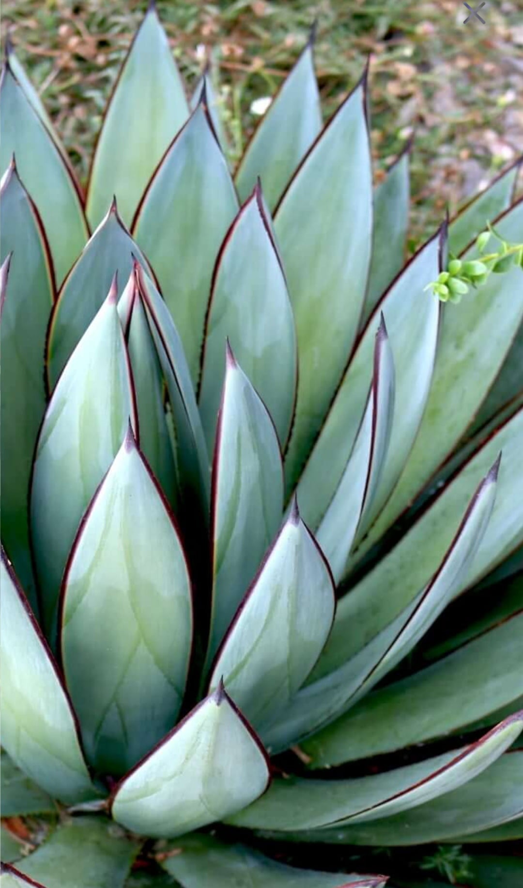 Agave BLUE glow- sem espinho 