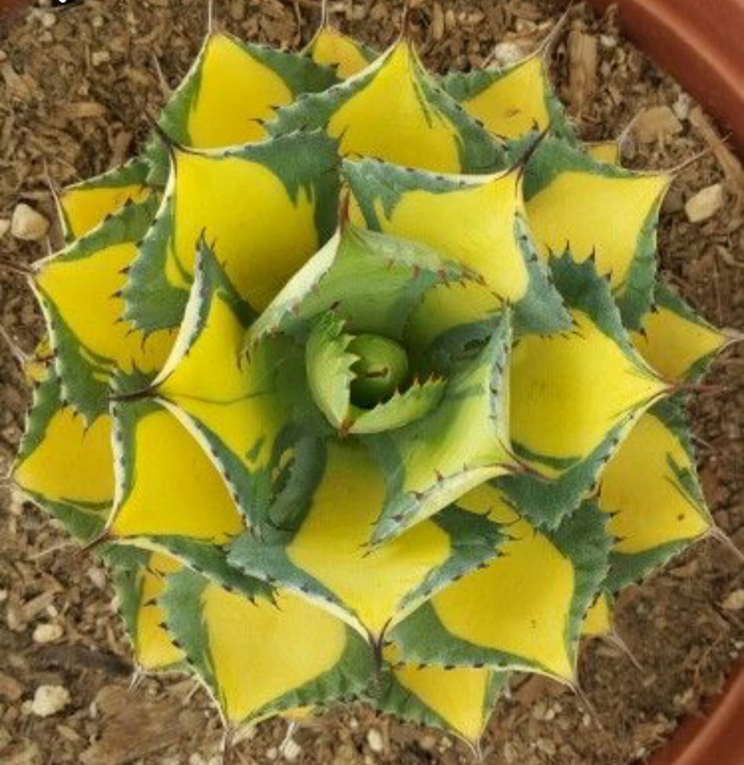 Agave isthmensis Rum Runner - muda unica