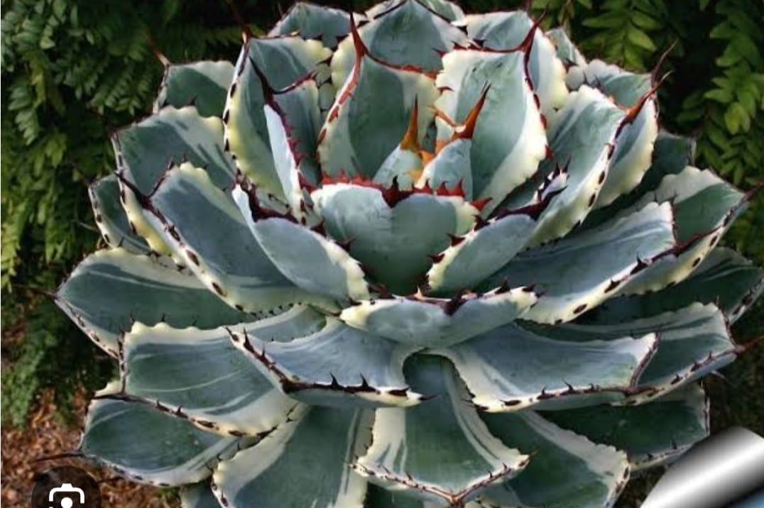 Agave potatorum kichiokan -muda 10cm muda jovem
