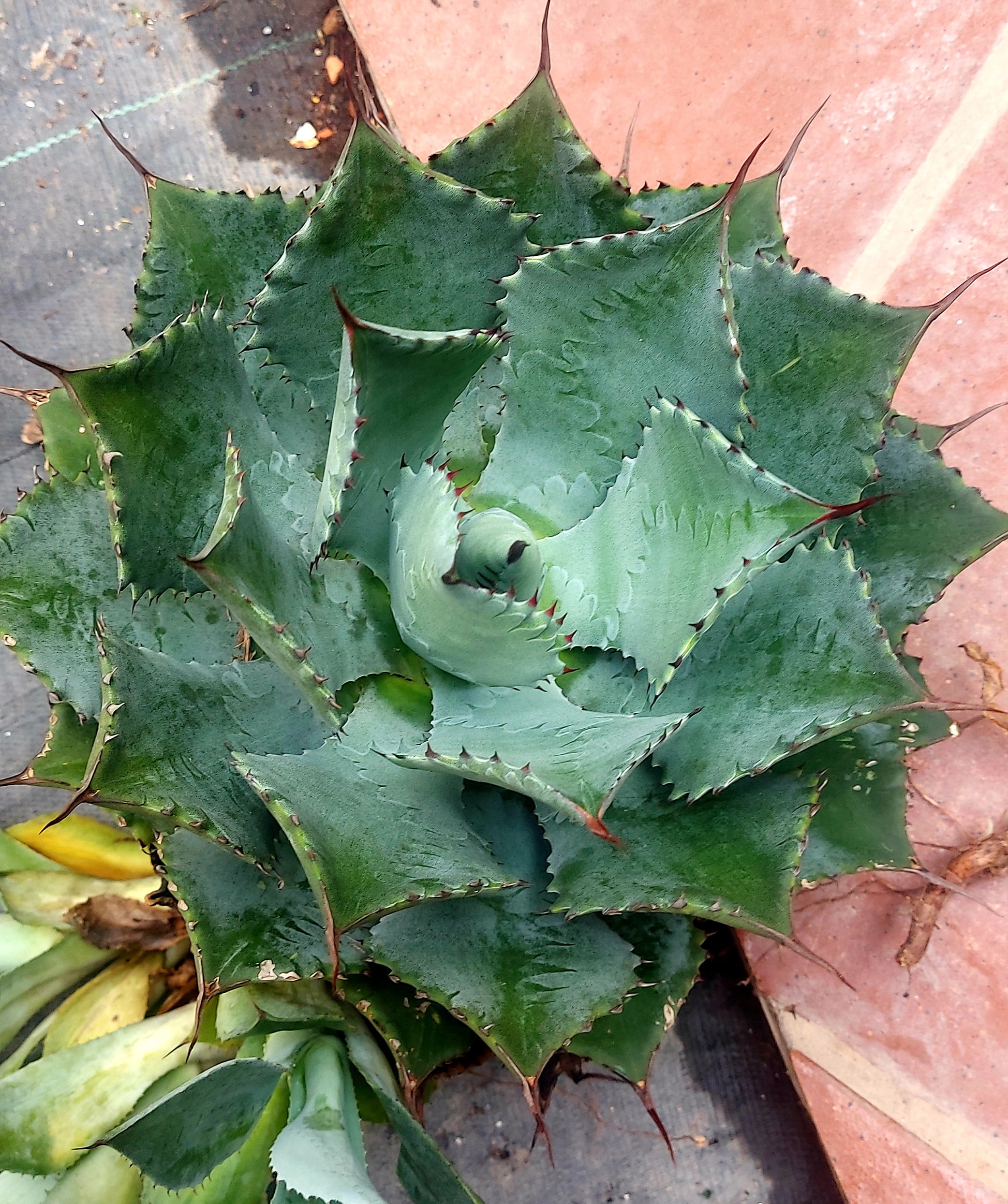 アガベ Blue cactus Mini agave blue , 10cm -promoção - Cactos Brasil