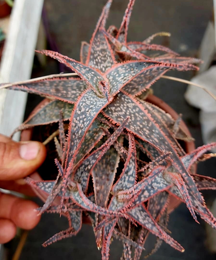 Aloe brigtii star pink 