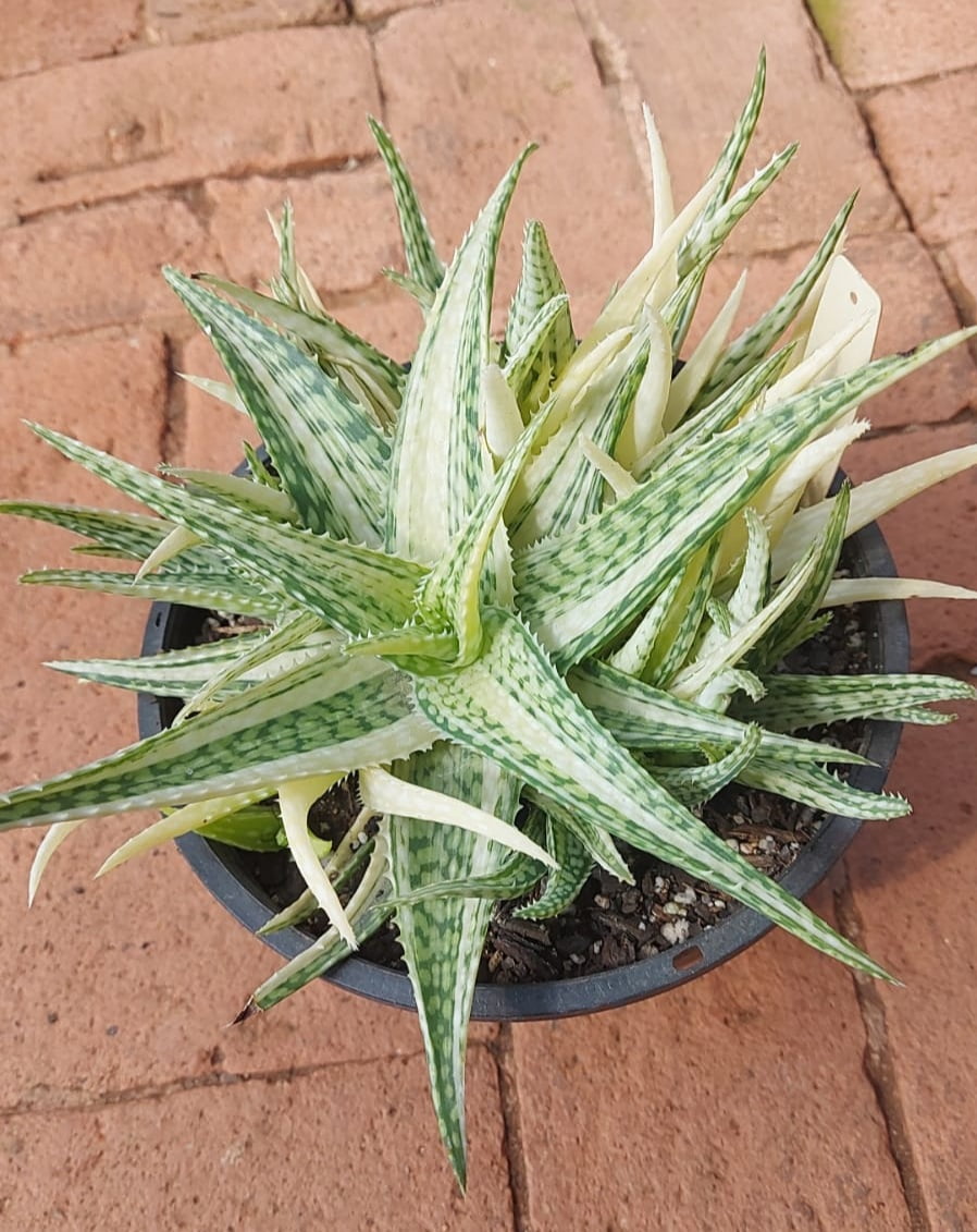 Aloe tanaman variegata muda jovem 5a6cm
