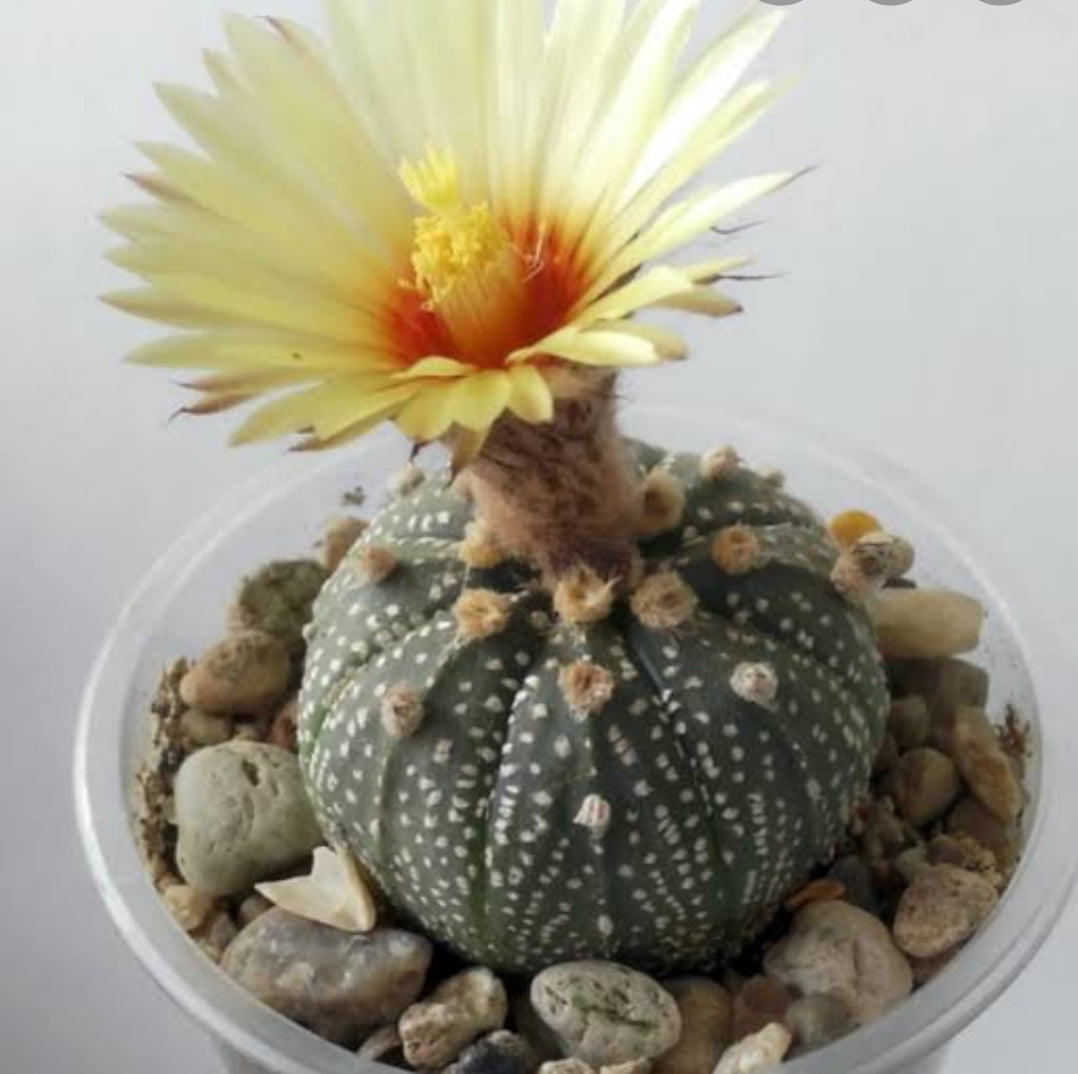 Astrophytum Asterias 3cm 