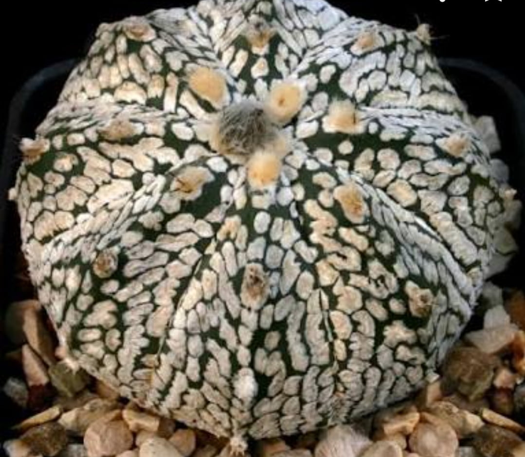 Astrophytum  Kabuto - muda 2cm ENXERTADO  