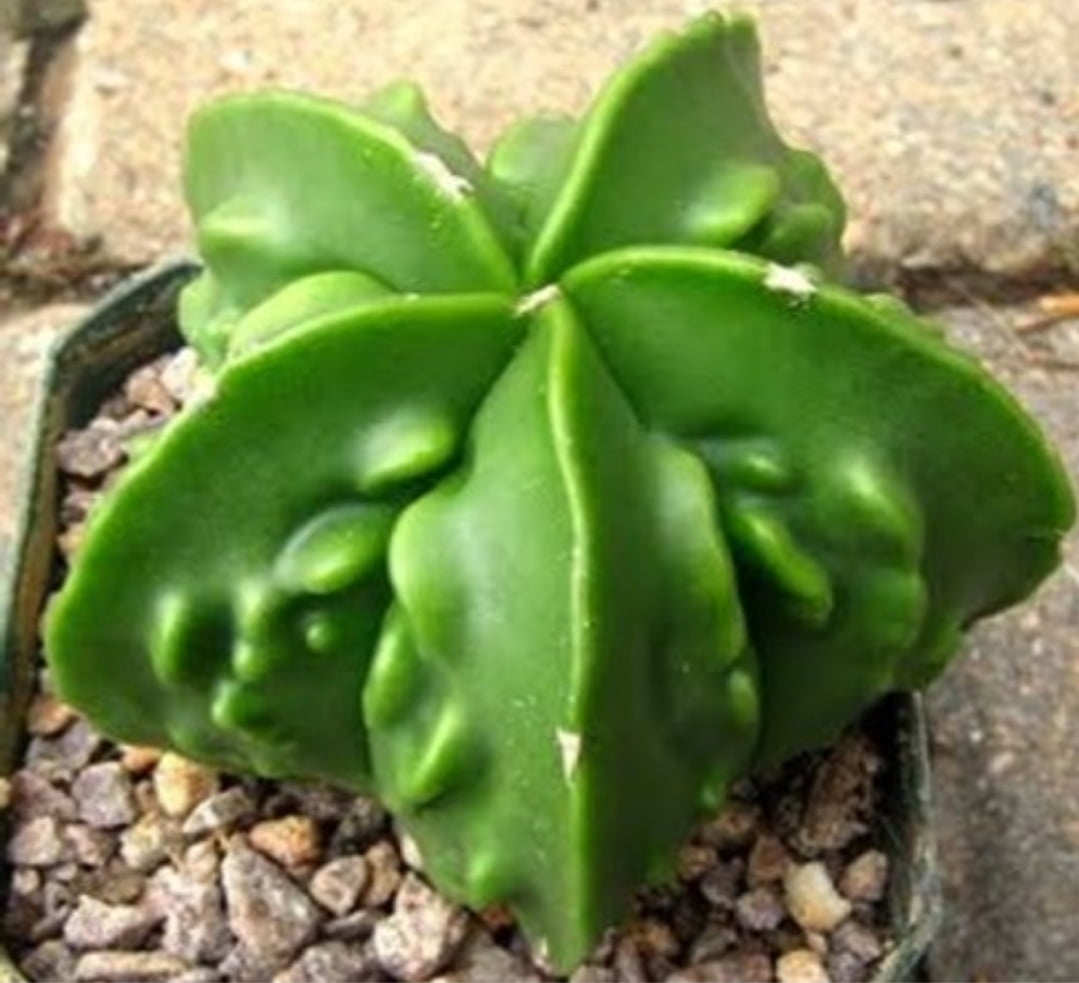 Astrophytum nodum Fukuryuii  verde