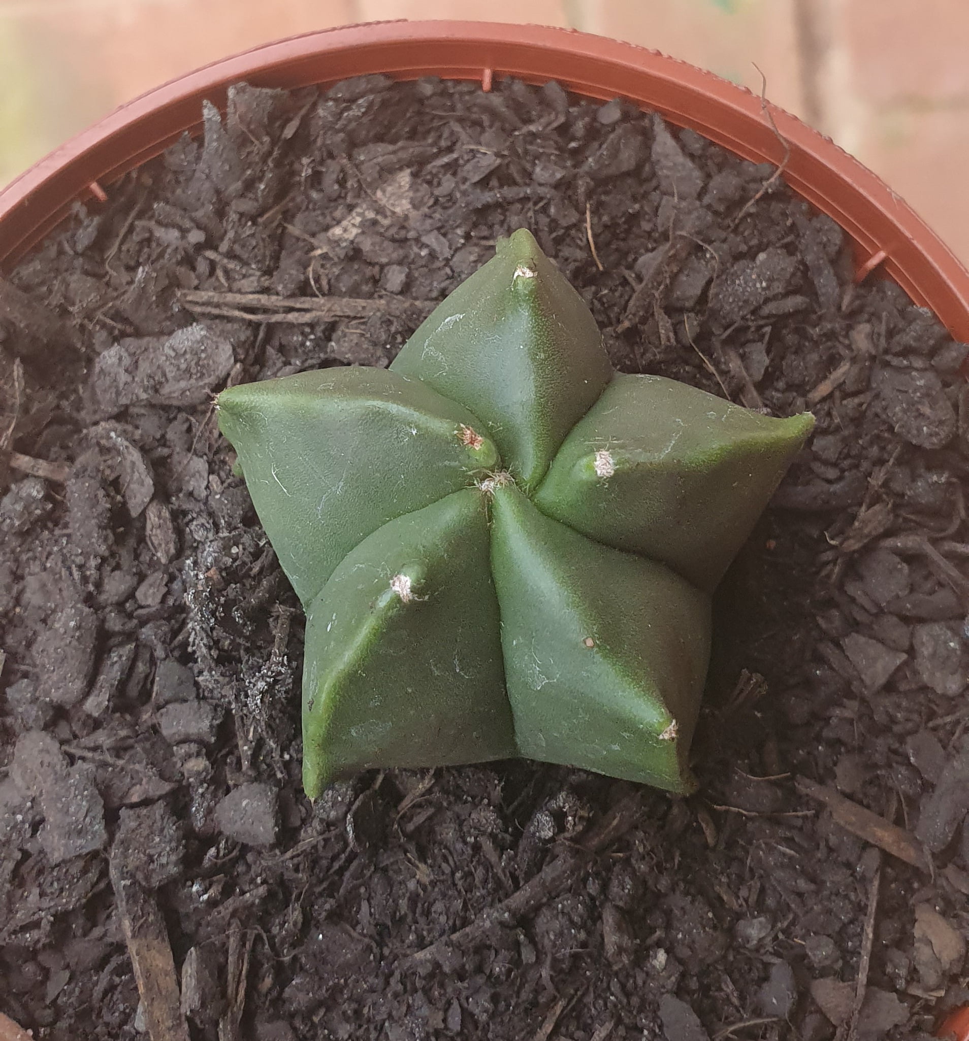 Astrophytum kikko - Cactos Brasil