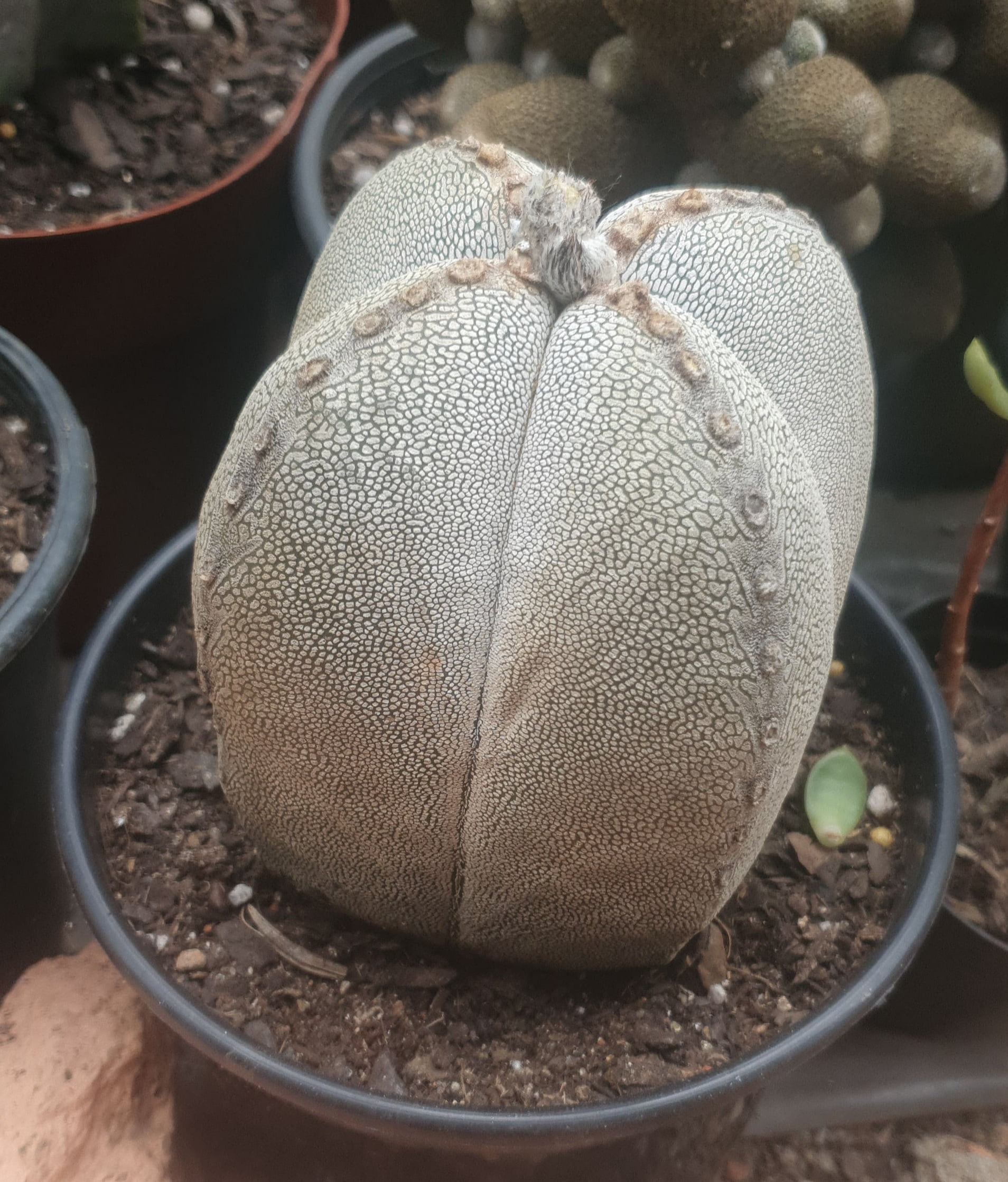 Astrophytum ozunka enxertadp 1cm