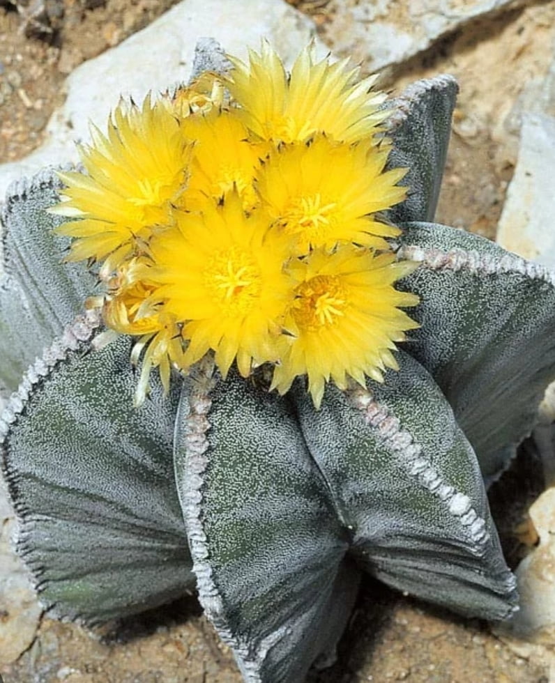 Astrophytum myriostigma