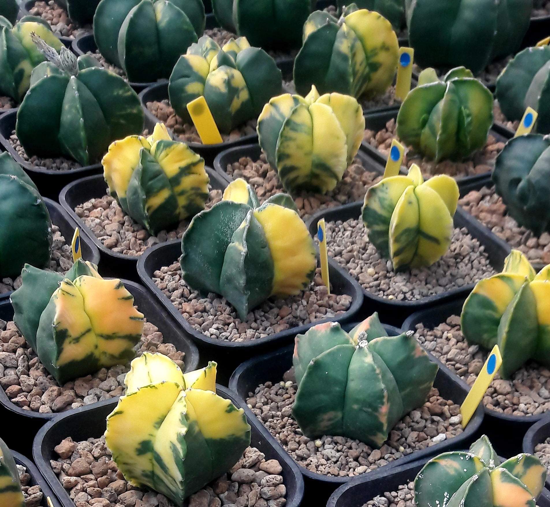 Astrophytum nodum variegata - enxertado com 1cm 