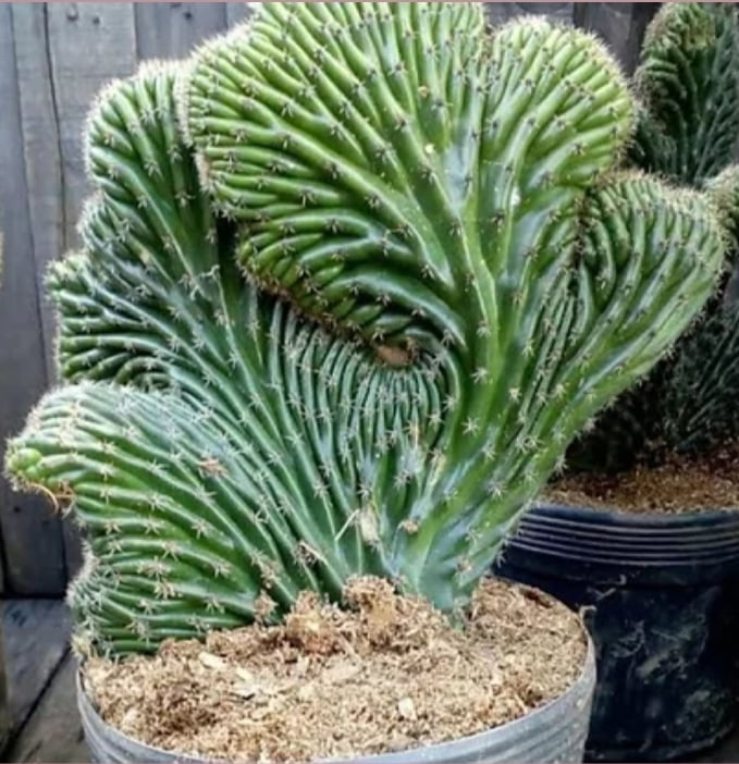 Cleisocactus cristato - rabo de sereia - cactos brasil.