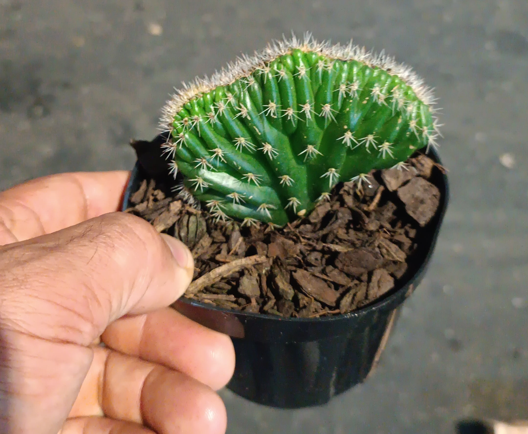 Cleistocactus -Rabo de Sereia 8cm