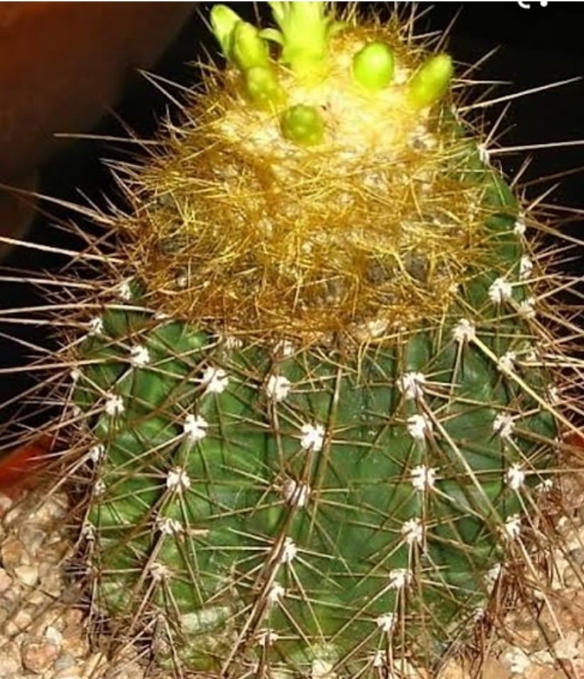 Coleocephalocereus aureus cactos brasil