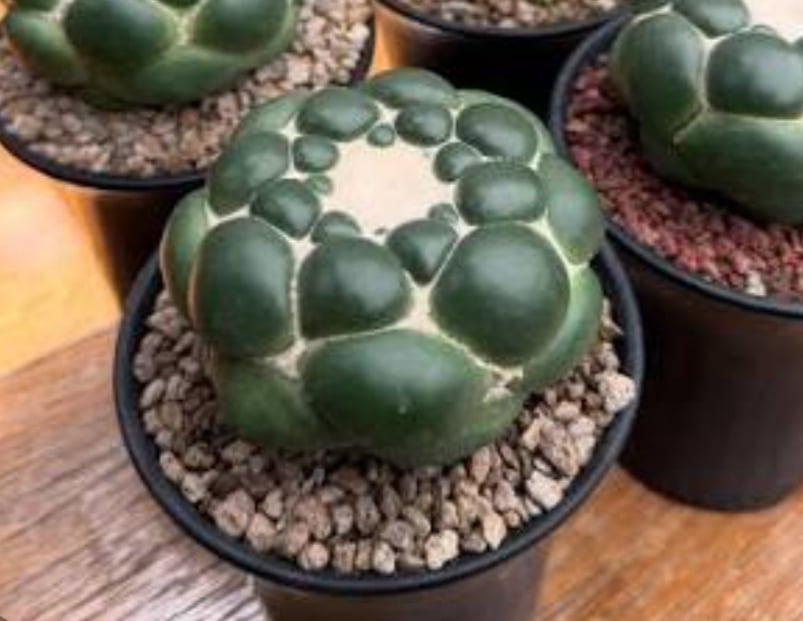 Coriphantha elephatidens CV. Tanshi zougemary inermis , no enxerto 