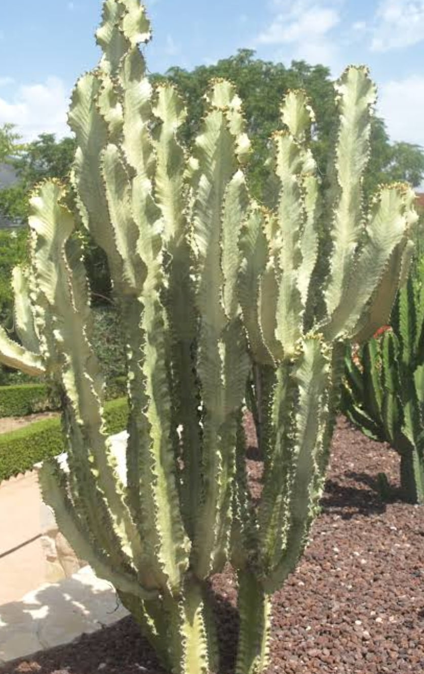 Euphorbia ammak variegata 30cm