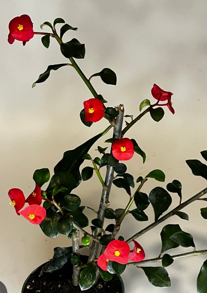 Euphorbia geroldii -- sem espinho 