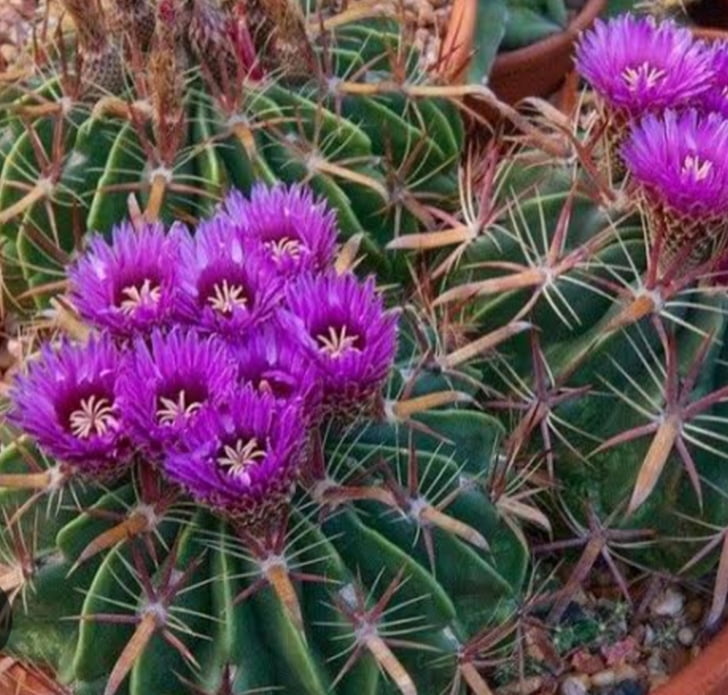 Ferocactus Latispinus 5a6cm
