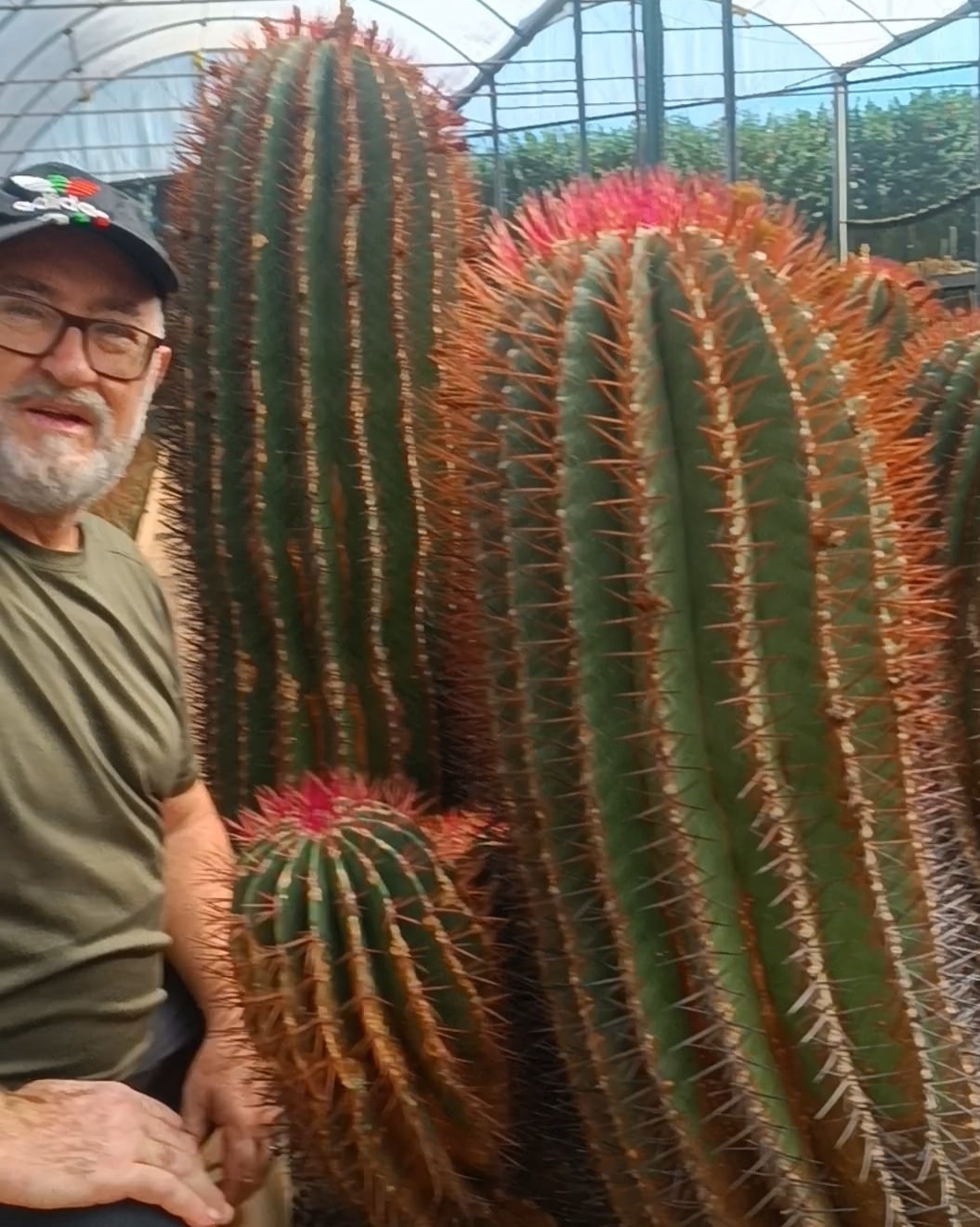 Ferocactus pilosus 15a20cm