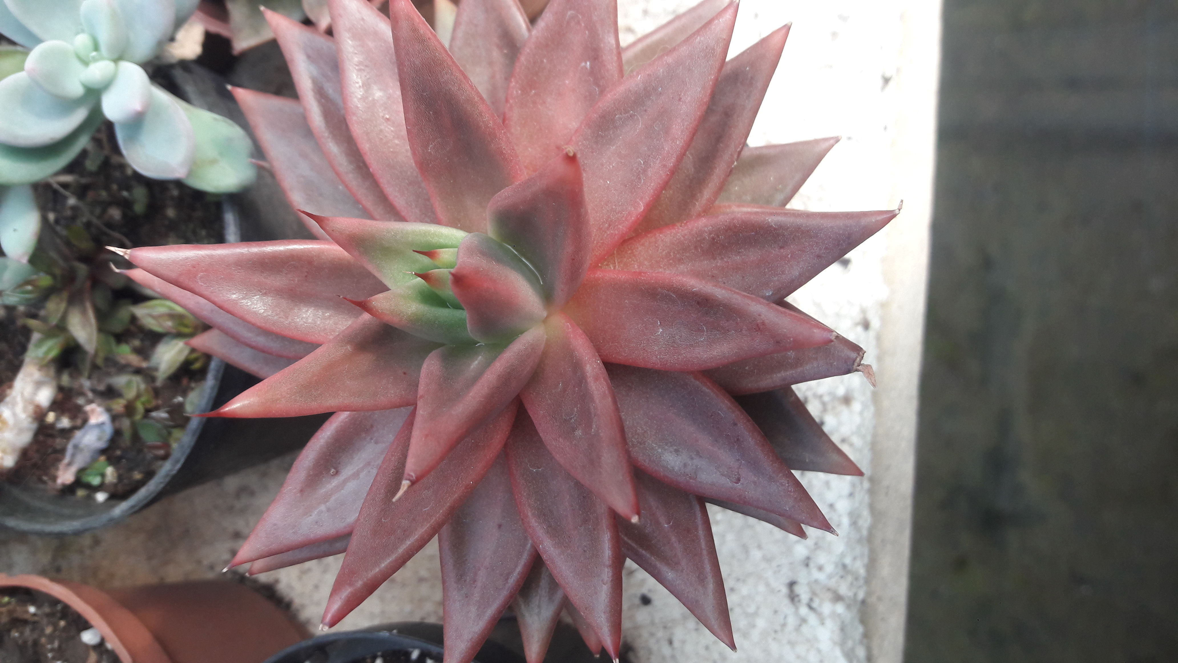 echeveria agavoides celestina