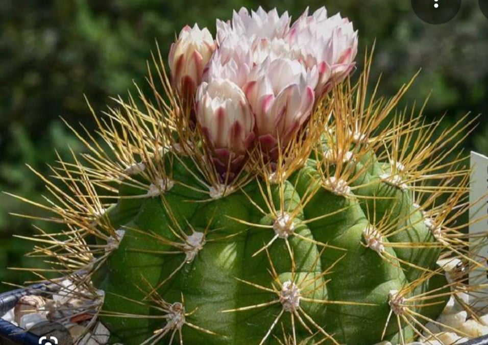 Gymncacpycium Chacoense