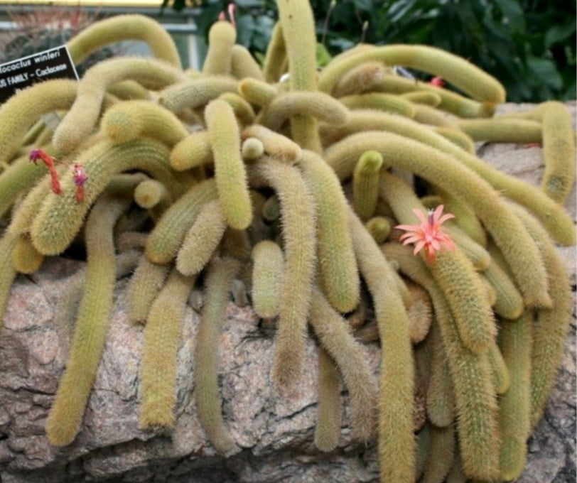 Hildewintera aureispina , rabo macaco 