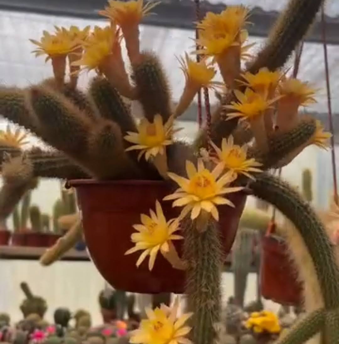 Hildewintera yellon - no enxerto 