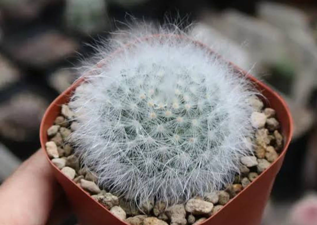 Mammillaria guelzowiana - Cactos Brasil
