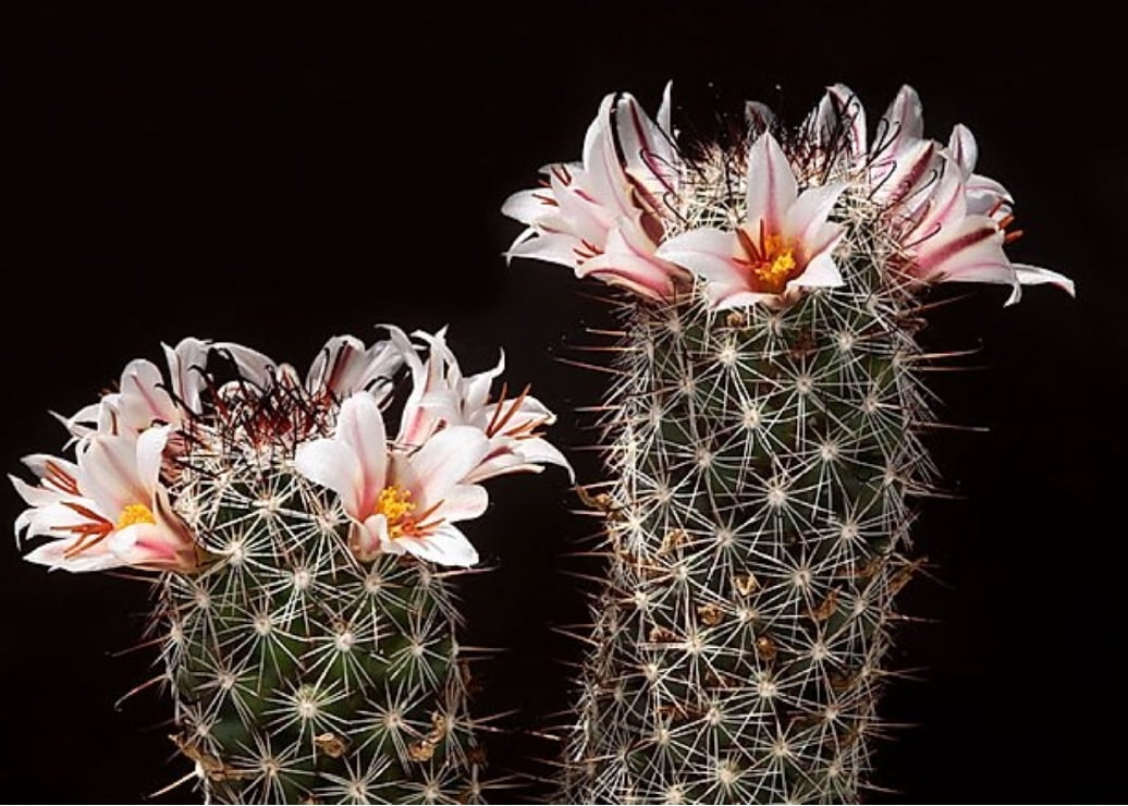 Mammillaria hutchisoniana