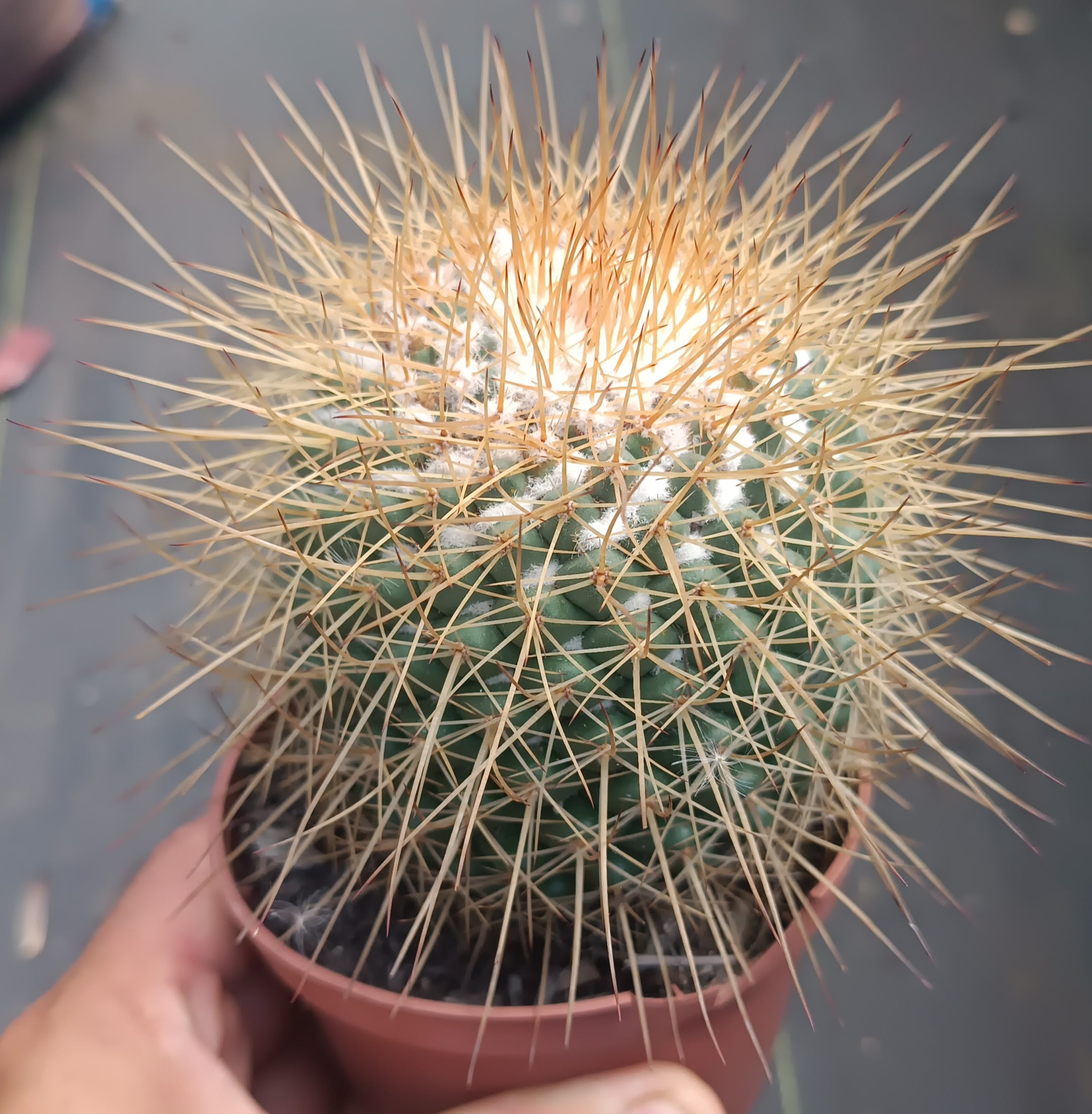Mammillaria petterssonii