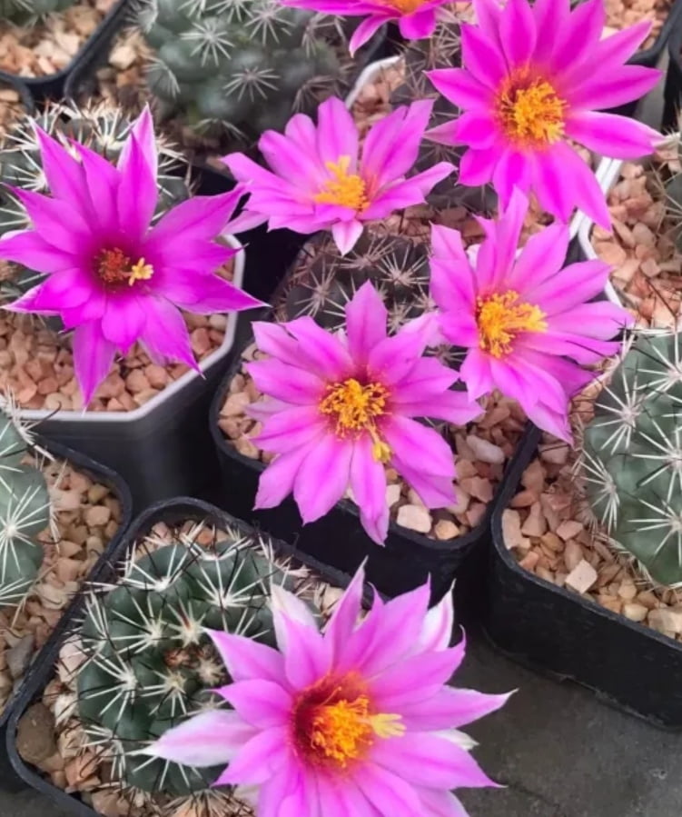 Mammillaria Schumanii 