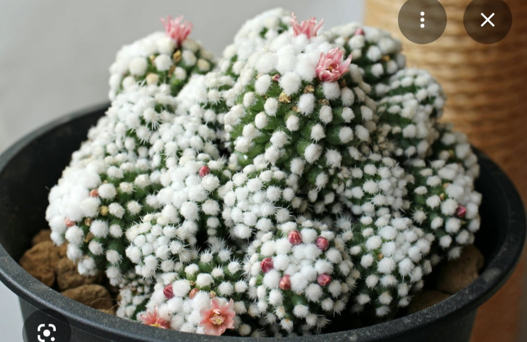 Mammillaria Ventura gracilis