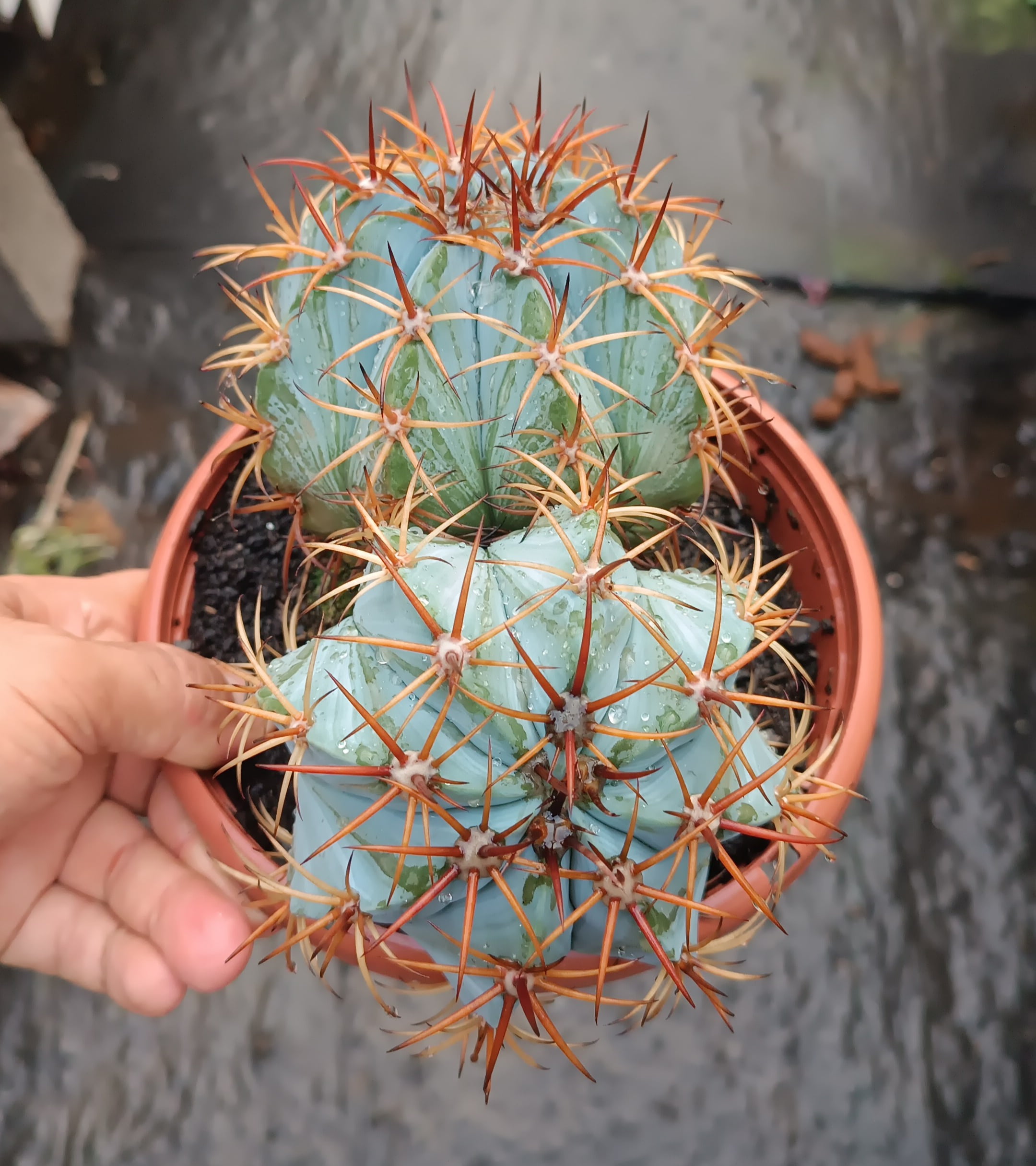 Melocactus azureus com duas cabeças de 15cm cada 