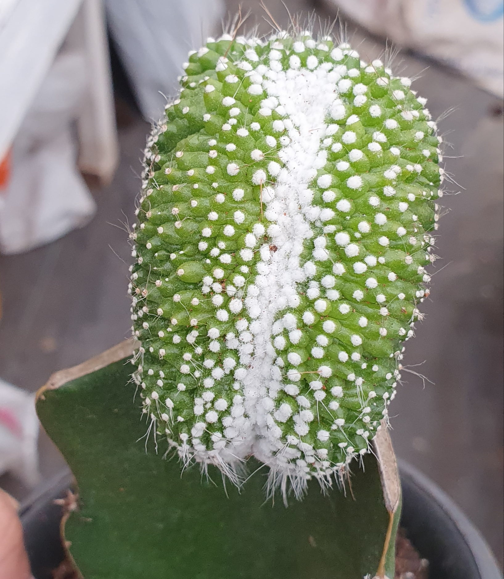 notocactus scopa var inermis cristata- cactos brasil. 
