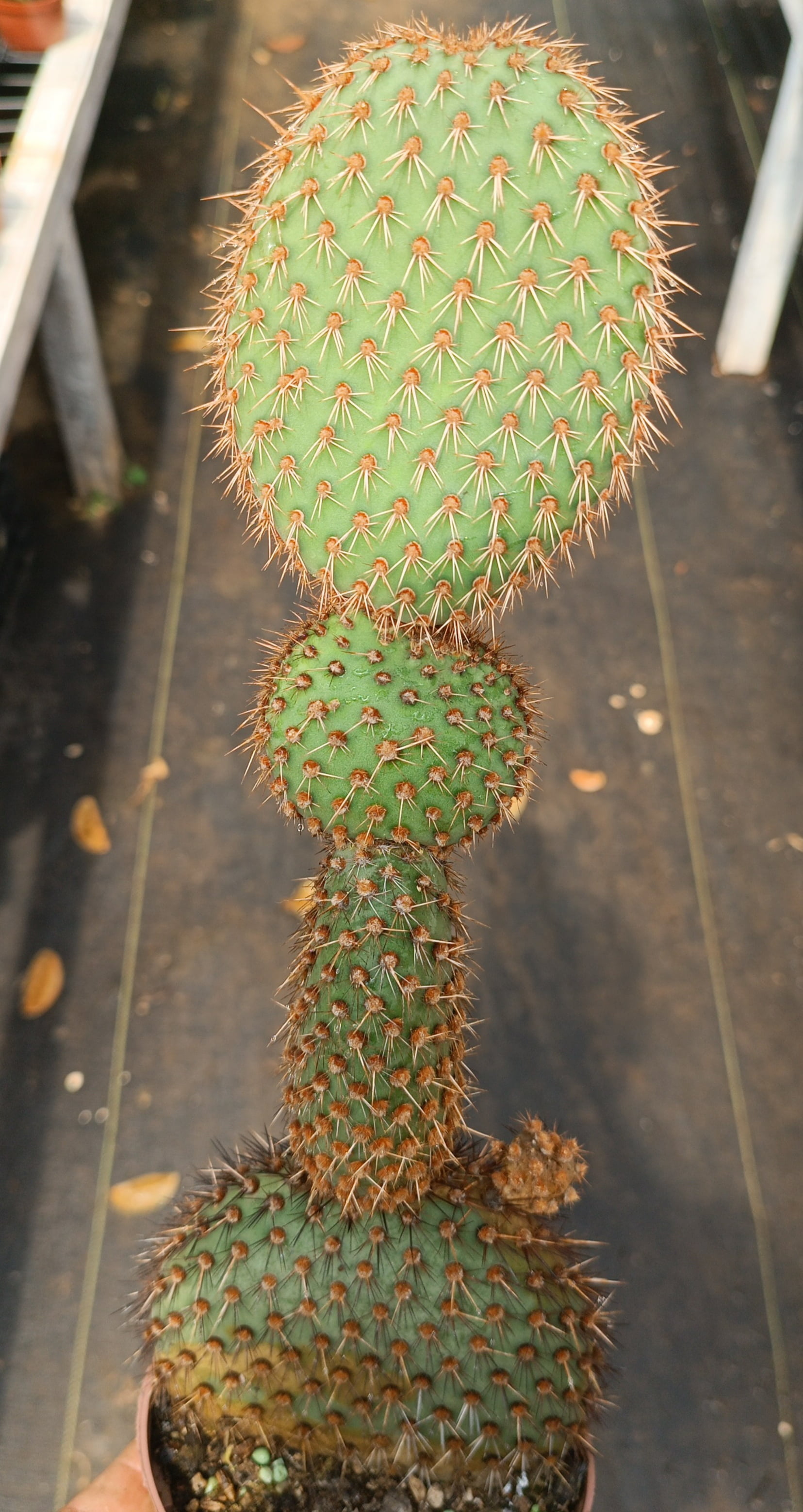 Opuntia pycnantha muda com 12cm