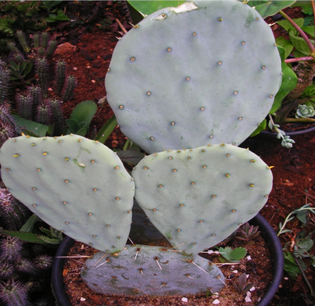 Opuntia Robusta Cactos Brasil