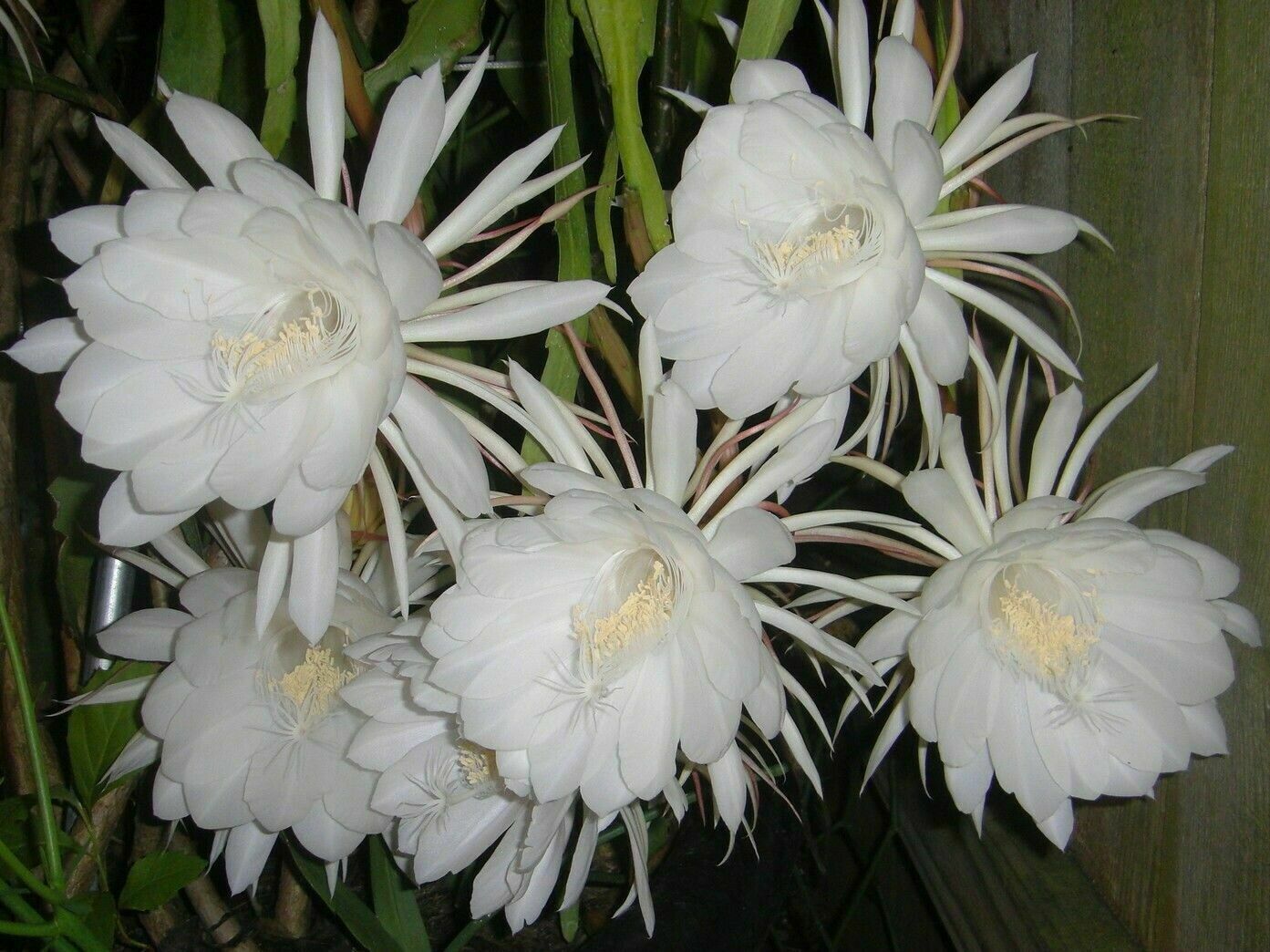 Mudas De Dama Da Noite Rosa Bebe Epiphyllum Gigante Flirtation Cactos  Orquídea