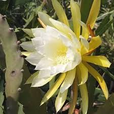 Epiphyllum - cactos orquidea - flor de outubro
