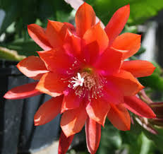 Epiphyllum - cactos orquidea - flor de outubro