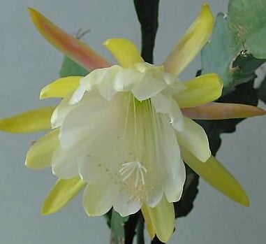Epiphyllum  - cactos orquidea - flor de outubro
