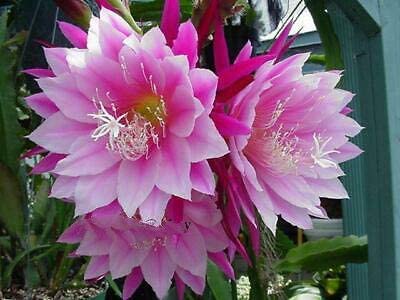Epiphyllum - cactos orquidea