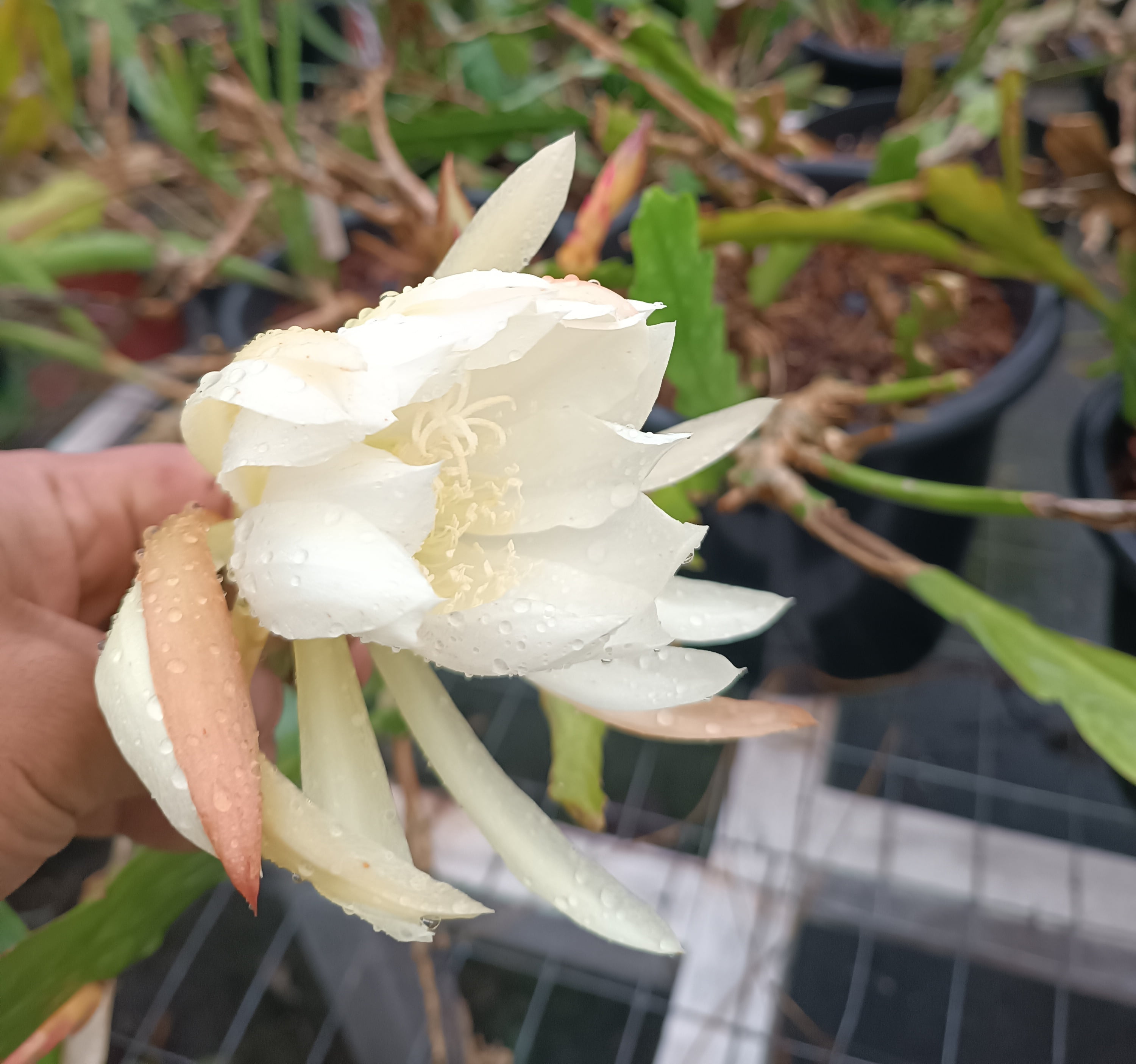 Disocactus espécie 