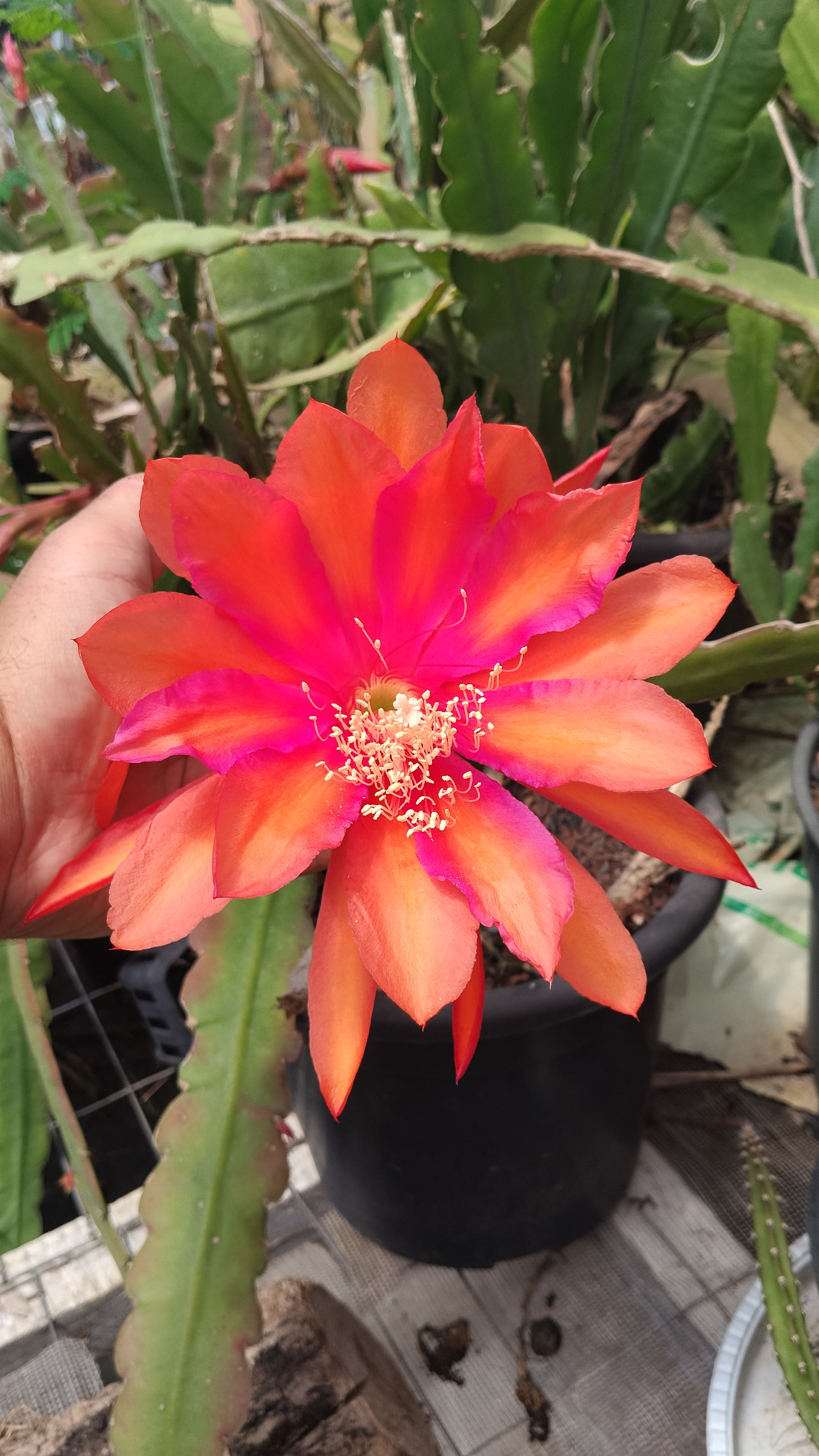 Epiphyllum alchemy