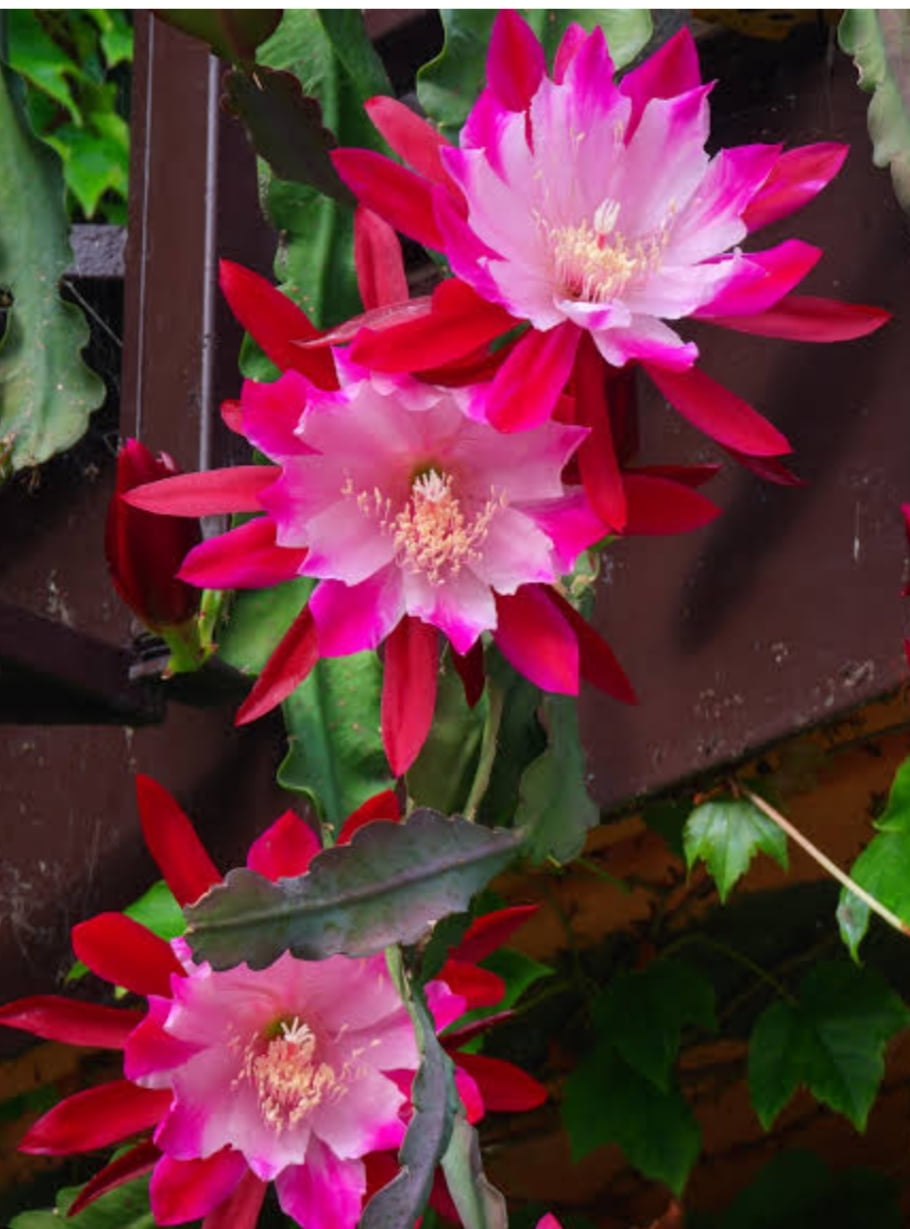 Epiphyllum Bumpking