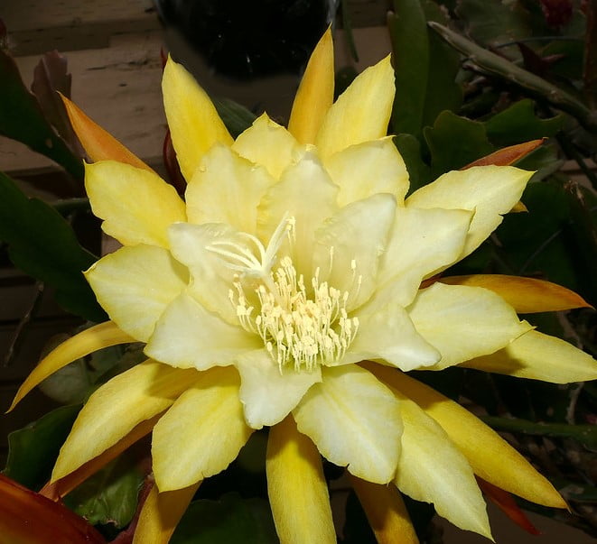 Epiphyllum  - cactos orquidea - flor de outubro- riphisalis
