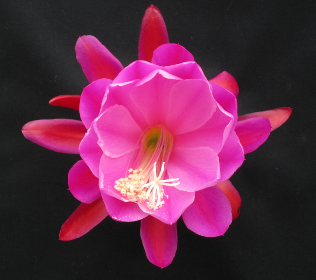Epiphyllum  - cactos orquidea - flor de outubro- riphisalis