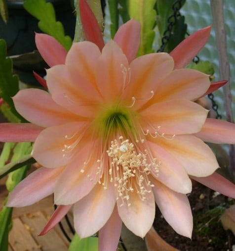 Epiphyllum - cactos orquidea - flor de outubro- riphisalis