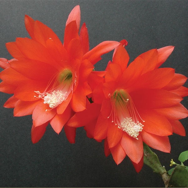 Epiphyllum Mariah