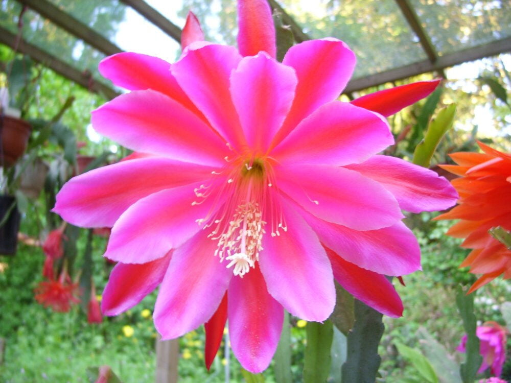 Epiphyllum Pegasus