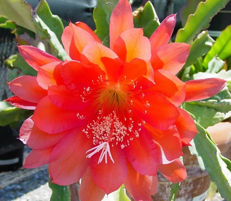 Epiphyllum-  cactos orquidea - cactos brasil