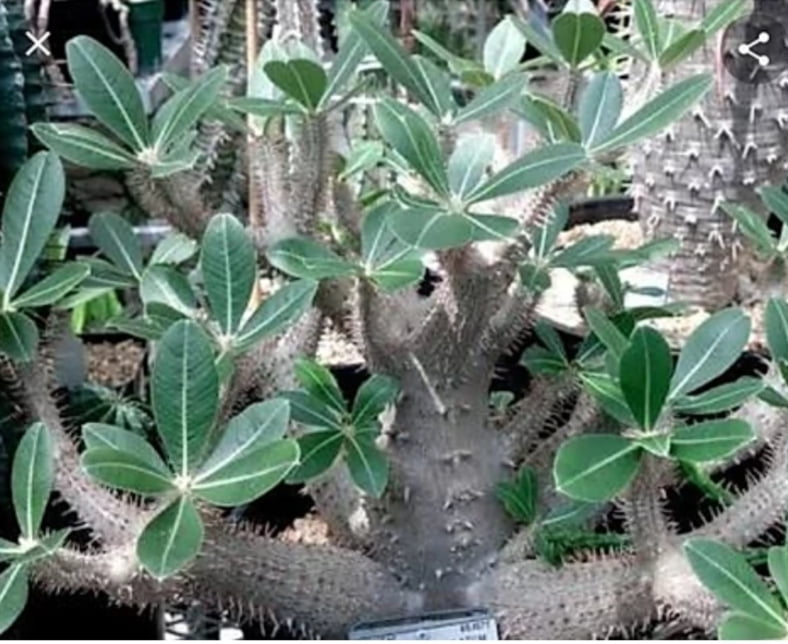 pachypodium horomboensee - cactos brasil