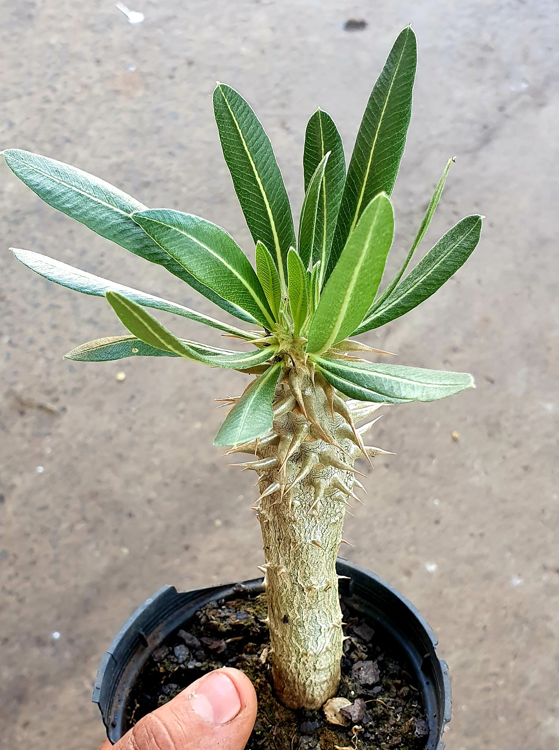pachypodium horomboensee - cactos brasil